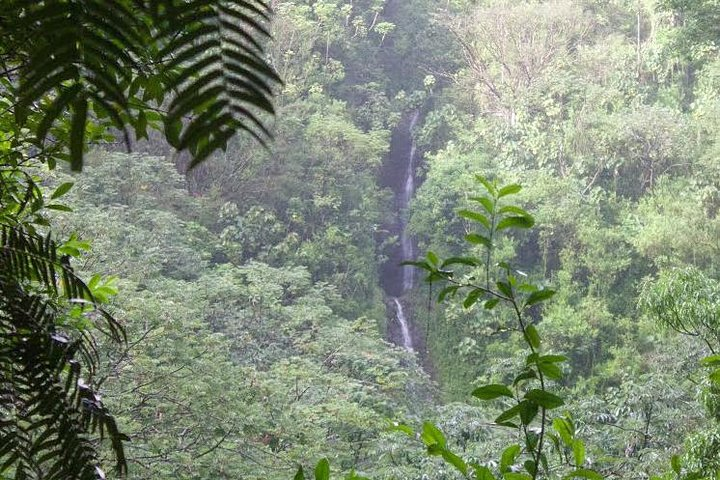 Manoa Waterfall Hike